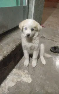 یک سگ هاسکی توله ماده