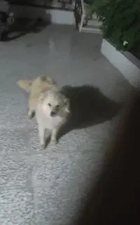 یکعددسگنرخونگیکوچیکبفروشمیرسد