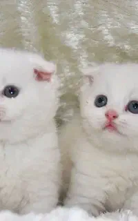 گربه خونه با انواع رنگ و نژاد