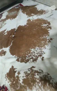 پوست گاو