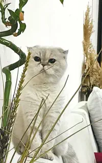 گربه اسکاتیش