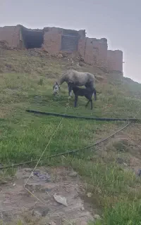 اسب مادیون وهمراه کره اسب نر