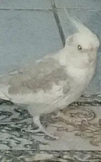 عروس هلندی