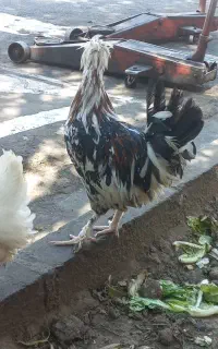 خروس لهستانی