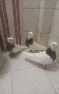 کفتر پرشی سه تا طوقی