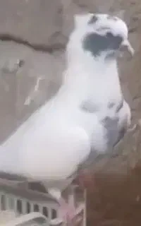 واگذاری پرنده