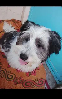 پاکوتا شیتزو نر