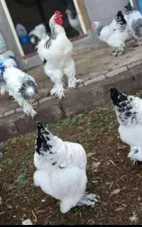 مرغ برهما