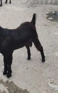 ۲بز نر فروشی چاق