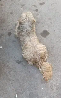 سگ پیدا شده