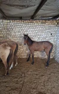 کره اسب