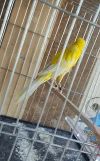 قناری رسمی بلند