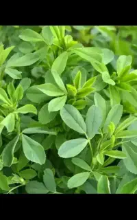 یونجه