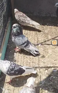 شازده سرور
