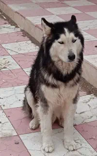 سگ هاسکی «نر» چشم آبی