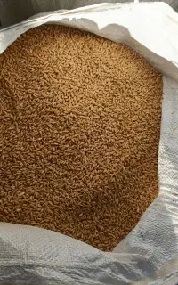 گندم بذری باران.مخصوص دیم