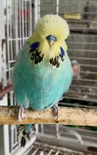 مرغ عشق انگلیسی گرید A