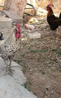 خروس محلی سفید مشکی ورنگین کمانی توپ