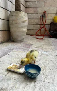 فروش جوجه اردک ۱۰ روزه