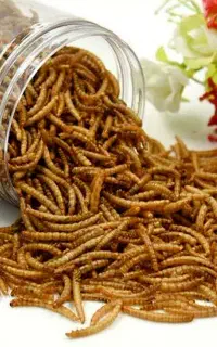 میلورم خشک درجه یک
