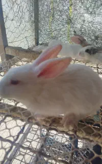 خرگوش