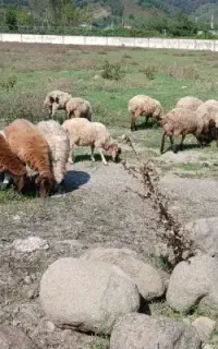 بره‌