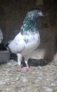 هفت عدد تکپر