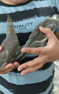 عروس هلندی