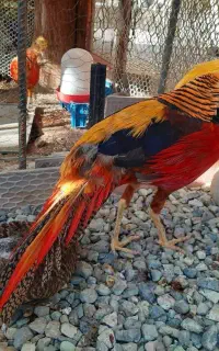 خروس زینتی بلژیک