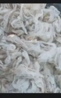 پشم بهاره تر وتمیز