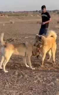 سگ قدرجونی