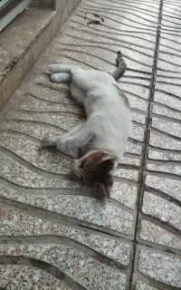 واگذاری بچه گربه