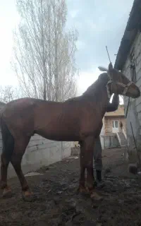 اسب نریان