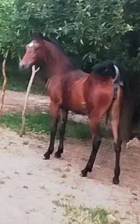 کره اسب شجره دار