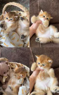 گربه برتیش خرسی ny11 ماده