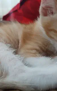 واگذاری گربه