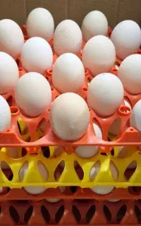 تخم مرغ دوزرده محلی