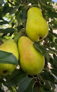 گلابی اسپادانا