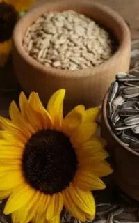 کمک در کارگاه و پخش تخمه