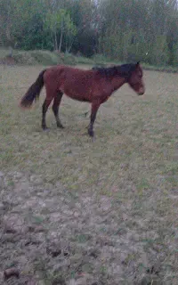 دوبخت نیم اسب کهر