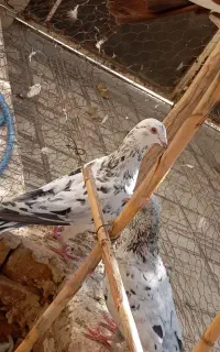 کفتر
