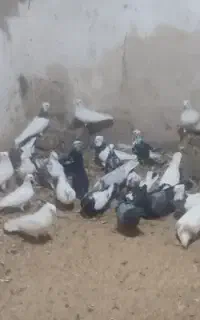 کبوتر طهرانی