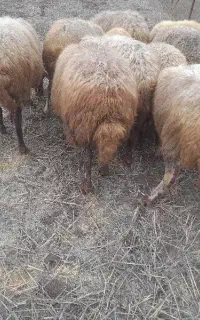 گوسفند شکم دار