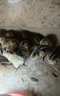 جوجه محلی گلپایگانی