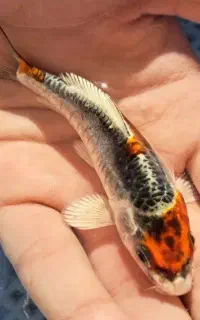 انواع نژاد های ماهی کوی