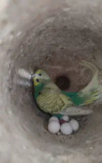مرغ عشق