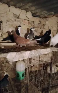 کفتر نر