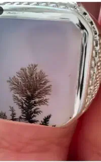 انگشتر شجر تک درخت