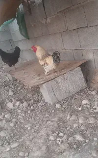 یک جفت خرگوش و خروس پا کوتاه