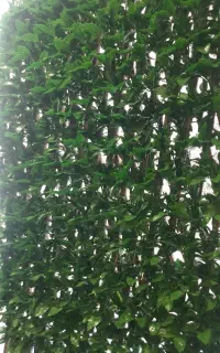 گرینوال ممصنوعی آکاردئونی چوبی